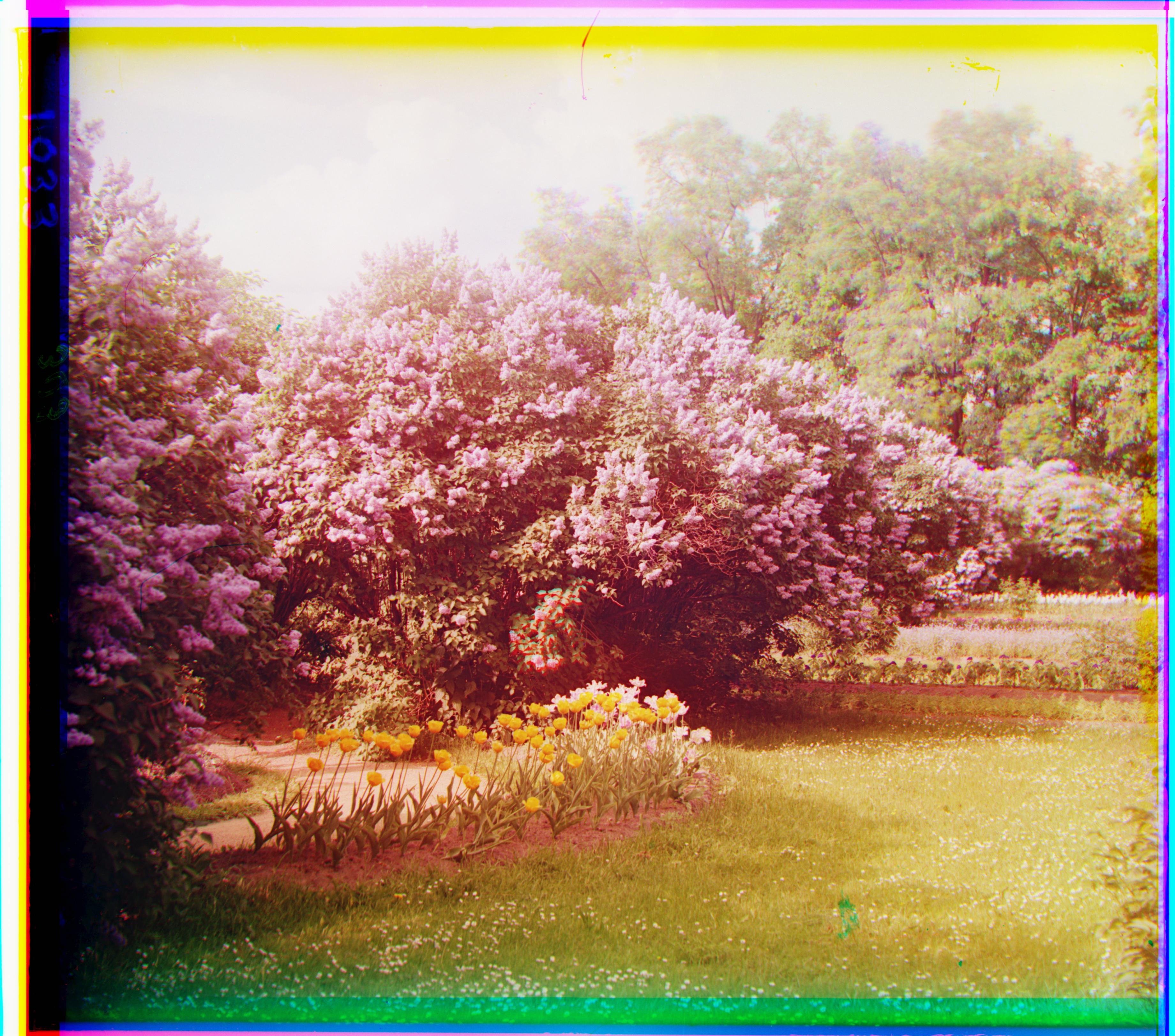 lilacs_in_park_pyramid_aligned.jpg