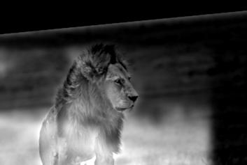 22_lion_tiger_grayscale_hybrid_image.jpg