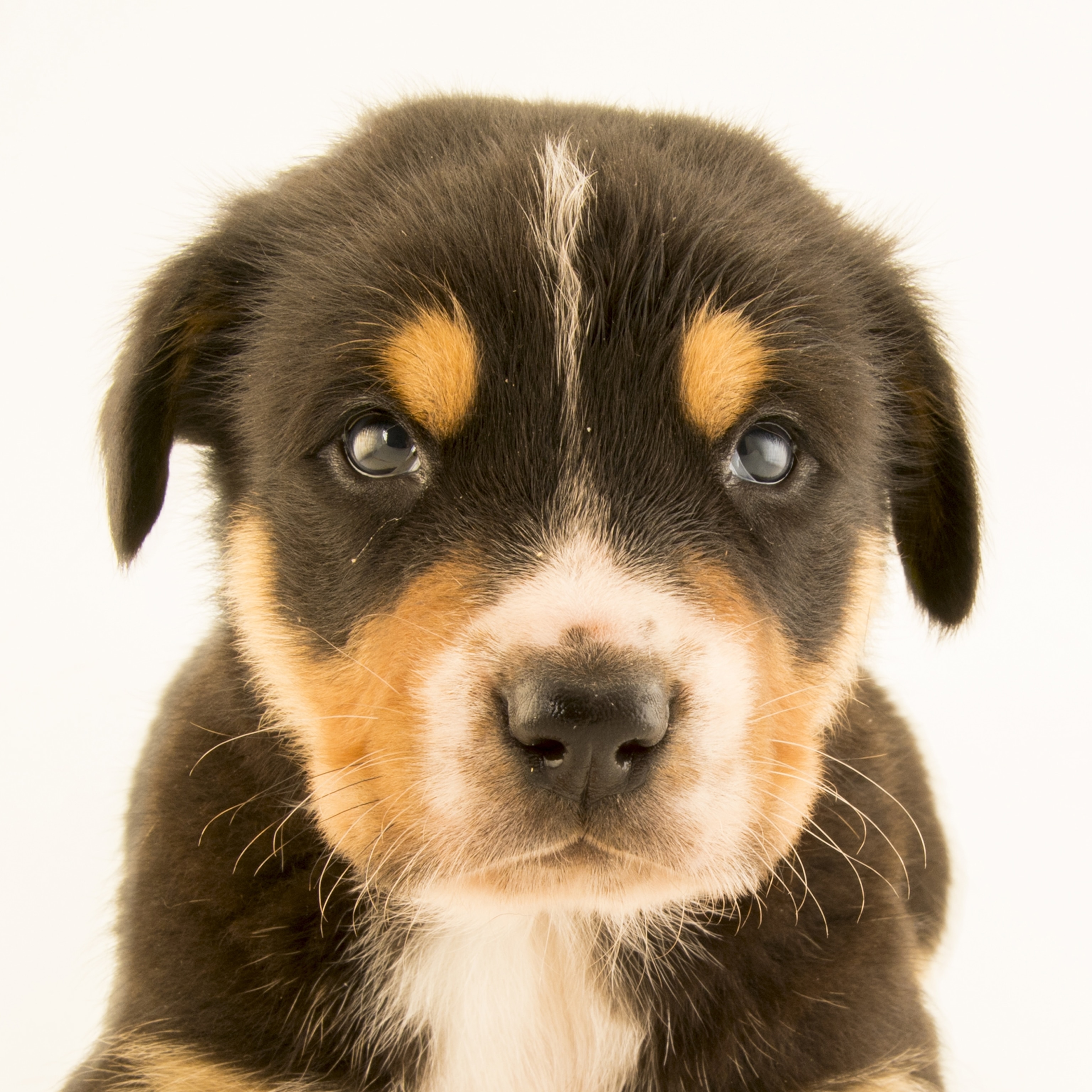 dog_high_res.jpg