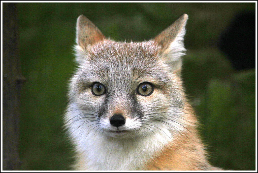 fox.jpg